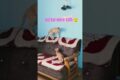 #cat #pets #animals #billi #billa #fun #funny #naughty #playing #sofa #shorts #viralshorts #male