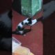 cute kitten😊| kitten meowing|cat voice|cat sound | cats #fyp#viral#shorts #cutecats#catlovers#kitten