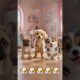 cute puppies dancing #puppies #puppy #dog #dogs #dogshorts #cute #cutepuppy #shorts #ytshorts #ai