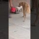 cute puppies #streetdoglove dogcare #animallife #cuteanimal streetdog please support me 🙏🏿