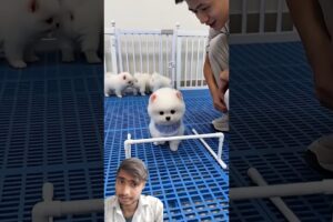 #cute puppies video#trending video #viral video