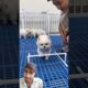 #cute puppies video#trending video #viral video