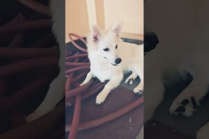 #funny #cute puppies 🐈🐶🧿😘 #youtubeshorts