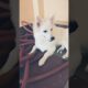 #funny #cute puppies 🐈🐶🧿😘 #youtubeshorts