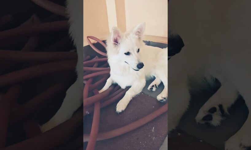 #funny #cute puppies 🐈🐶🧿😘 #youtubeshorts