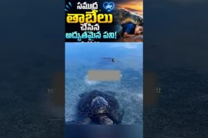 #jaidmeel #telugu An Incredible Sea Turtle Rescue And A Surprising Journey