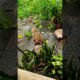 #monkeys #funny #animals #monkeys #funny #animal# monkey reaction video #viralmemes #explorepage