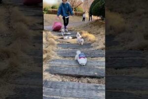 😻"my sister saw the cute puppies, she became very happy and"😻#shortvideo#trending#puppy#short#