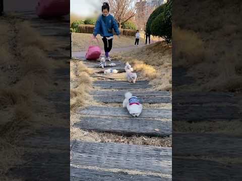 😻"my sister saw the cute puppies, she became very happy and"😻#shortvideo#trending#puppy#short#