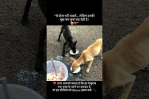 please share this vedeo ❤️‍🩹🥹 #animalcare #rescueefforts #doglove #animalcare #animallover #dogs