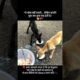 please share this vedeo ❤️‍🩹🥹 #animalcare #rescueefforts #doglove #animalcare #animallover #dogs