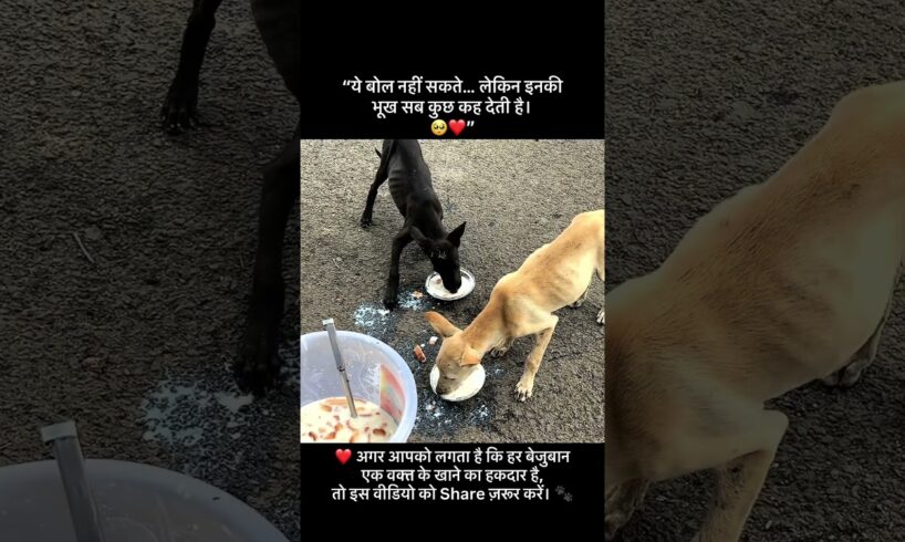 please share this vedeo ❤️‍🩹🥹 #animalcare #rescueefforts #doglove #animalcare #animallover #dogs
