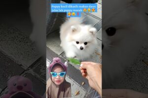 puppy nggak makan daun #cute #pets #pomeranian #cutedog #shortsfeed #funny #puppy #puppies