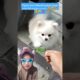 puppy nggak makan daun #cute #pets #pomeranian #cutedog #shortsfeed #funny #puppy #puppies