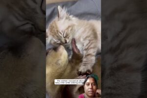#rescue #cuteanimals #pets 💚 GREEN SCREEN CLUB🐾 Rescue • Care • Love • Entertainment