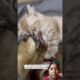 #rescue #cuteanimals #pets 💚 GREEN SCREEN CLUB🐾 Rescue • Care • Love • Entertainment