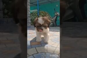 #video #🐶🐶🐶cute#puppies ##SKP#channel #shortvideo #animals