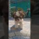 #video #🐶🐶🐶cute#puppies ##SKP#channel #shortvideo #animals