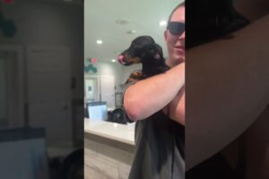 #viral #trending #youtubeshorts #puppy #dachshund #dog #pet #fyp #vet #shorts #cute #doggy