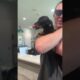 #viral #trending #youtubeshorts #puppy #dachshund #dog #pet #fyp #vet #shorts #cute #doggy