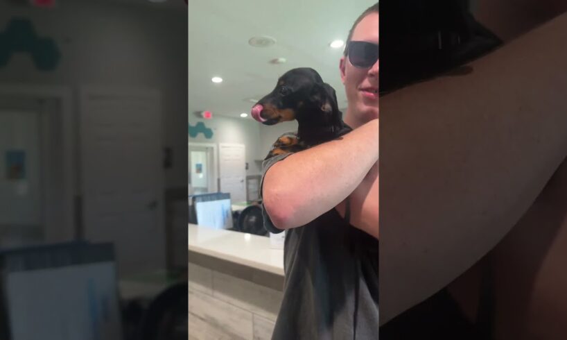 #viral #trending #youtubeshorts #puppy #dachshund #dog #pet #fyp #vet #shorts #cute #doggy