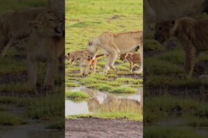wild lion and baby lion playing  #wildlife #nature #animals