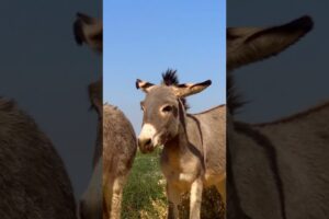 أذكى حمار يلعب بالماء والطين في المزرعة #wildlife #animals #trending