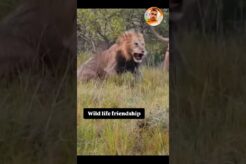 आज जंगल के राजा शेर लड़ गये जंग आर पार हो गई #shorts #lionsvideo #wildlife #fights #lions #viral
