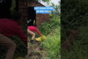क्या आपने देखा है इस जानवर को 😨 #rescue #animals #janwar #lomdi #thebeastviper