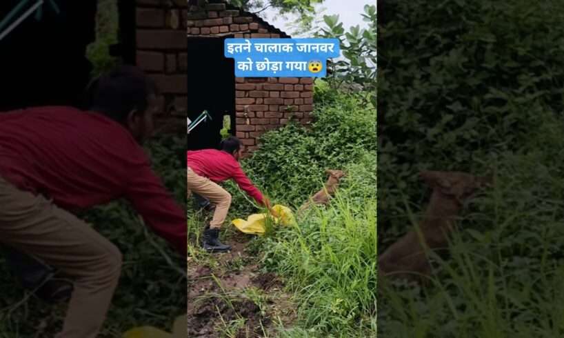 क्या आपने देखा है इस जानवर को 😨 #rescue #animals #janwar #lomdi #thebeastviper