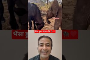 नन्हे हाथी ने भैंसे को किया परेशान 🐘🦬♥️|  Funny Elephant Video | #Shorts