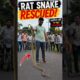 सड़क पर मिला इतना बड़ा Rat Snake 😱 | Indian Rat Snake Rescue 🐍 #Shorts #viralvideo