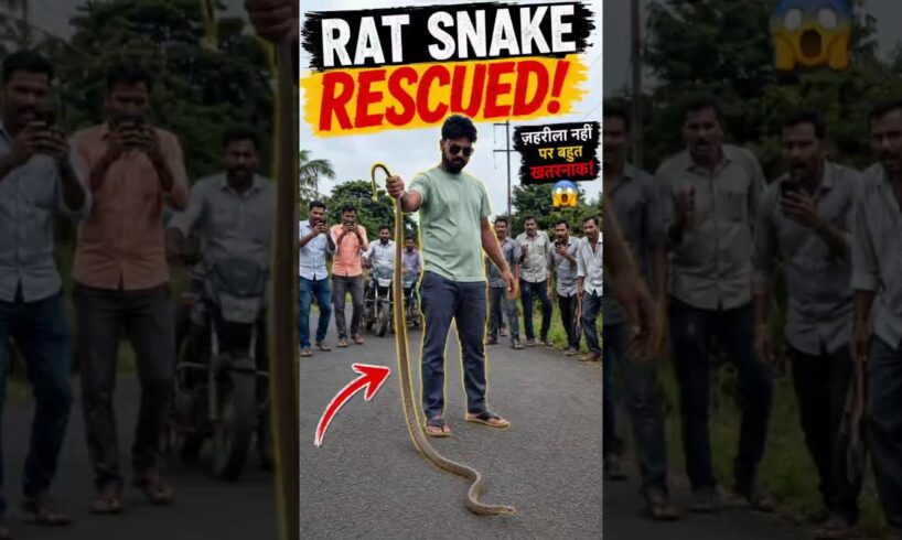 सड़क पर मिला इतना बड़ा Rat Snake 😱 | Indian Rat Snake Rescue 🐍 #Shorts #viralvideo
