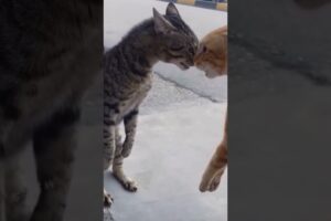ఈ Animal Fights ని ఆపడానికి వెళ్లొచ్చా ?