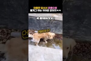 마음만 앞서서 온몸으로 몸개그 하는 귀여운 강아지ㅋㅋ