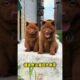 The love for these cute puppies grows day by day #dog #pet #cutedog #puppy #puppylove #cuteanimal