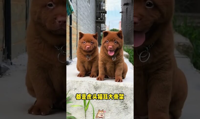 The love for these cute puppies grows day by day #dog #pet #cutedog #puppy #puppylove #cuteanimal