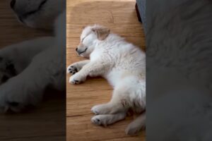 Cute Puppies #viral #shorts 🐶