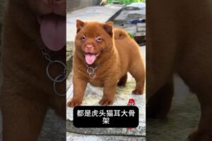 The love for these cute puppies grows day by day #dog #pet #cutedog #puppy #puppylove #cuteanimal