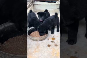 The love for these cute puppies grows day by day #dog #pet #cutedog #puppy #puppylove #cuteanimal