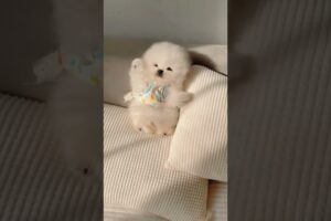 The love for these cute puppies grows day by day #dog #pet #cutedog #puppy #puppylove #cuteanimal