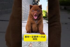 The love for these cute puppies grows day by day #dog #pet #cutedog #puppy #puppylove #cuteanimal