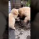 Cute Puppies #viral #shorts 🐶