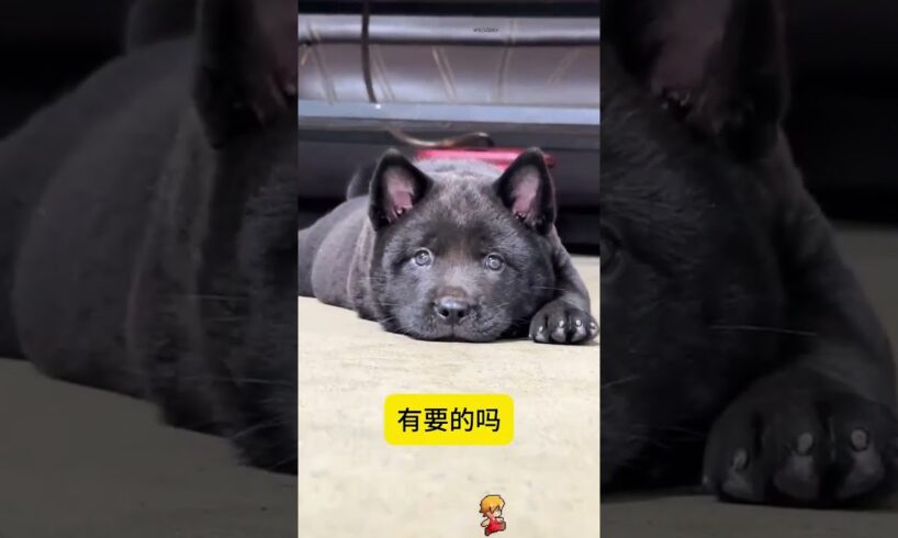 The love for these cute puppies grows day by day #dog #pet #cutedog #puppy #puppylove #cuteanimal