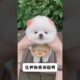 The love for these cute puppies grows day by day #dog #pet #cutedog #puppy #puppylove #cuteanimal