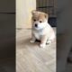 Cute Puppies #viral #shorts 🐶