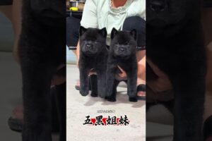 The love for these cute puppies grows day by day #dog #pet #cutedog #puppy #puppylove #cuteanimal