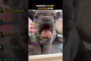 Ranking Cutest Puppies Ever🐶
