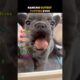 Ranking Cutest Puppies Ever🐶
