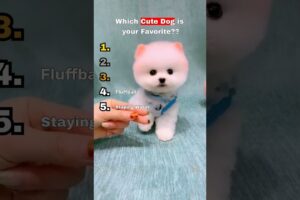 5 Ridiculously Cute Dogs, Ranked 🐶